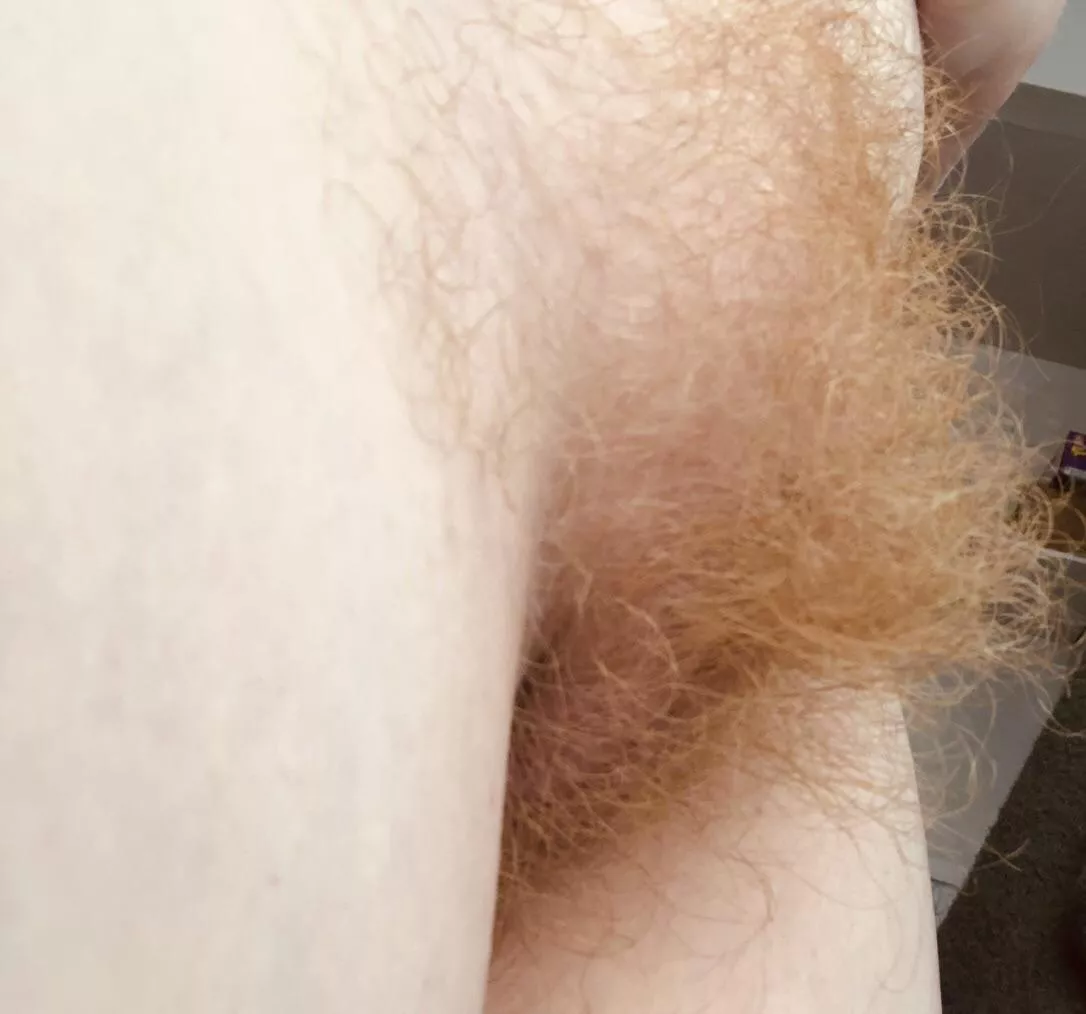 Who likes hairy ginger pie?