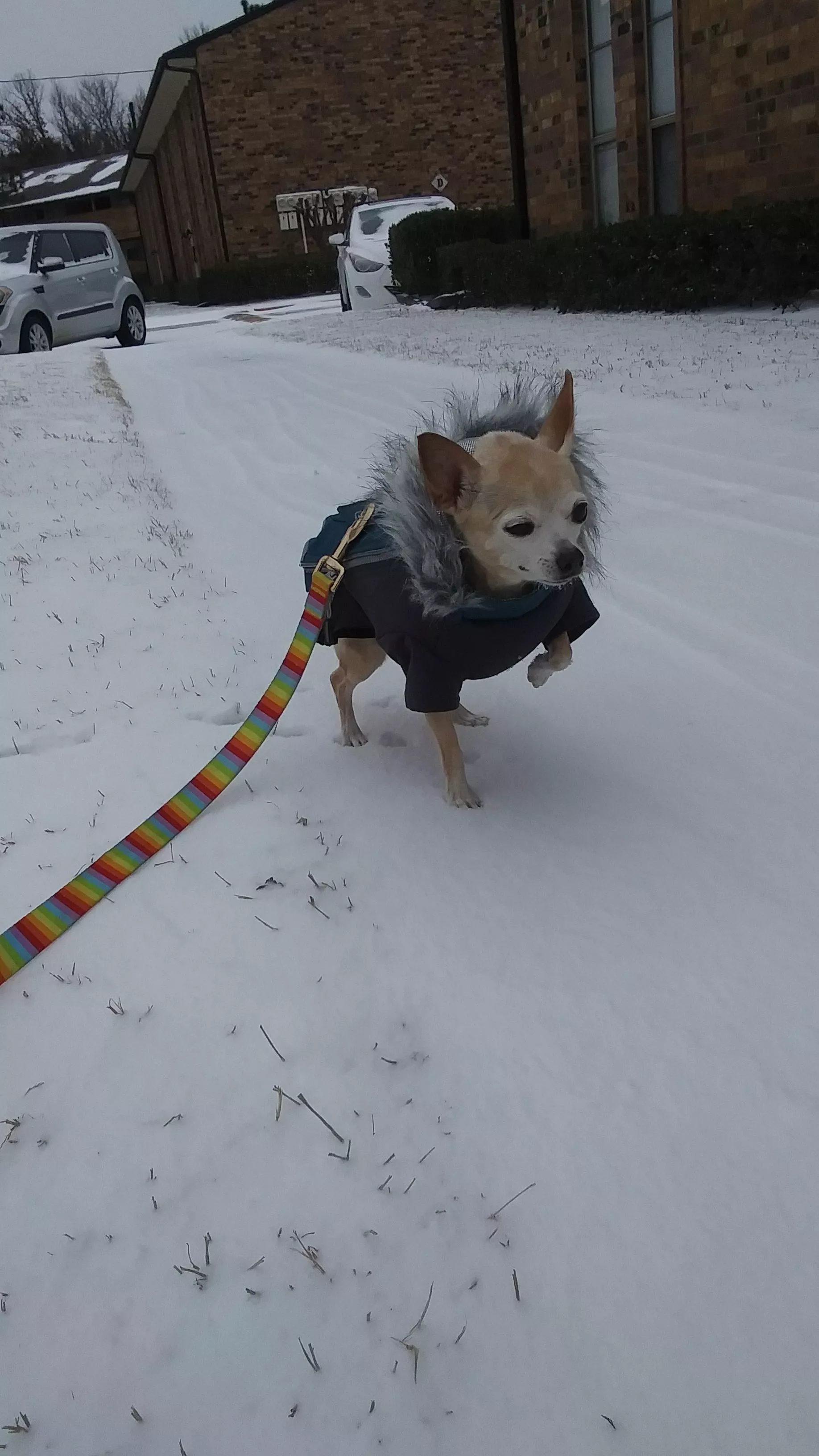 Zelda's first time seeing snow in Texas and she was not a happy chihuahua.